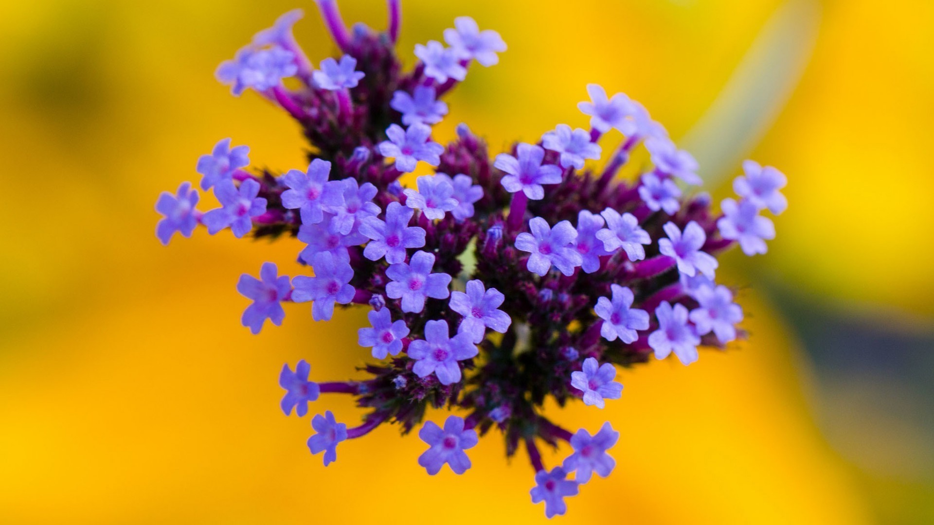 fiore natura flora floreale sfocatura giardino estate foglia colore fioritura