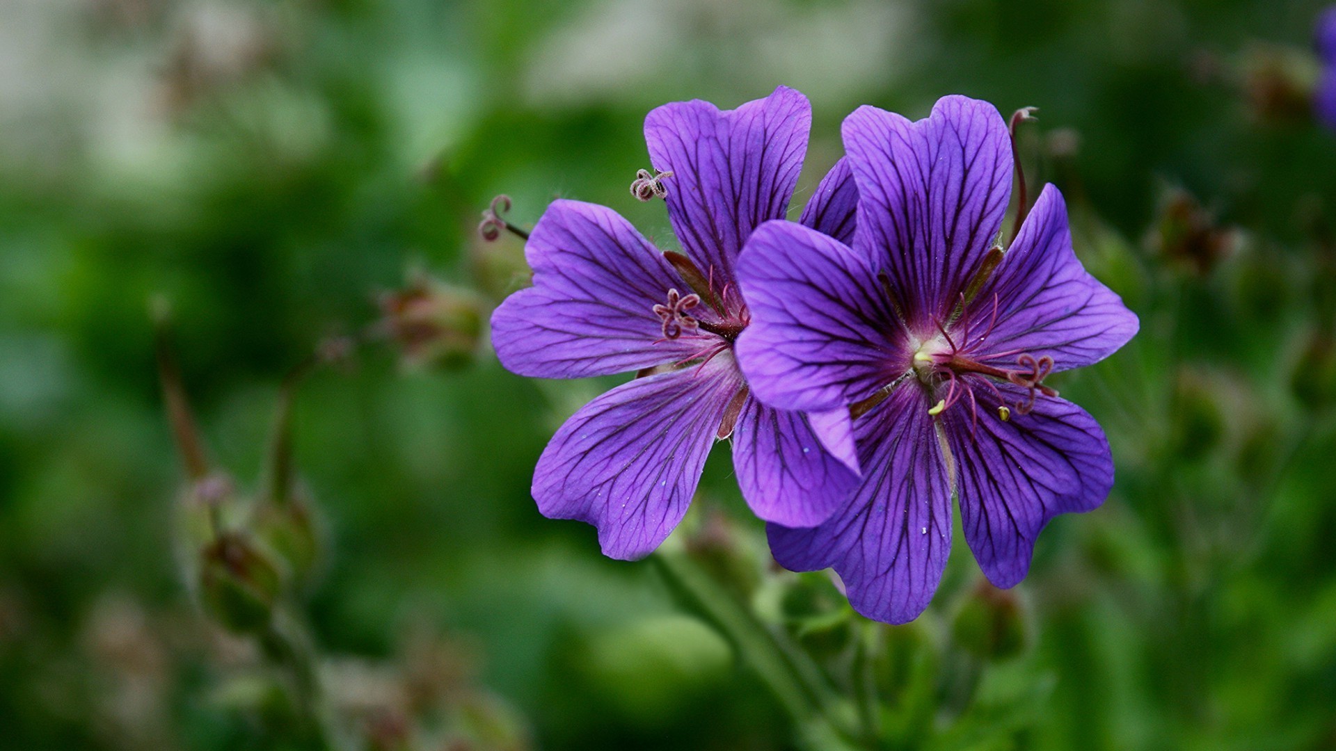 natura fiore giardino flora estate primo piano fioritura colore all aperto foglia