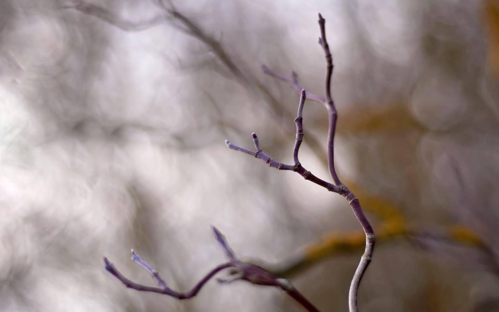 macro natura inverno albero uccello all aperto neve sfocatura autunno fiore ragno biologia luce