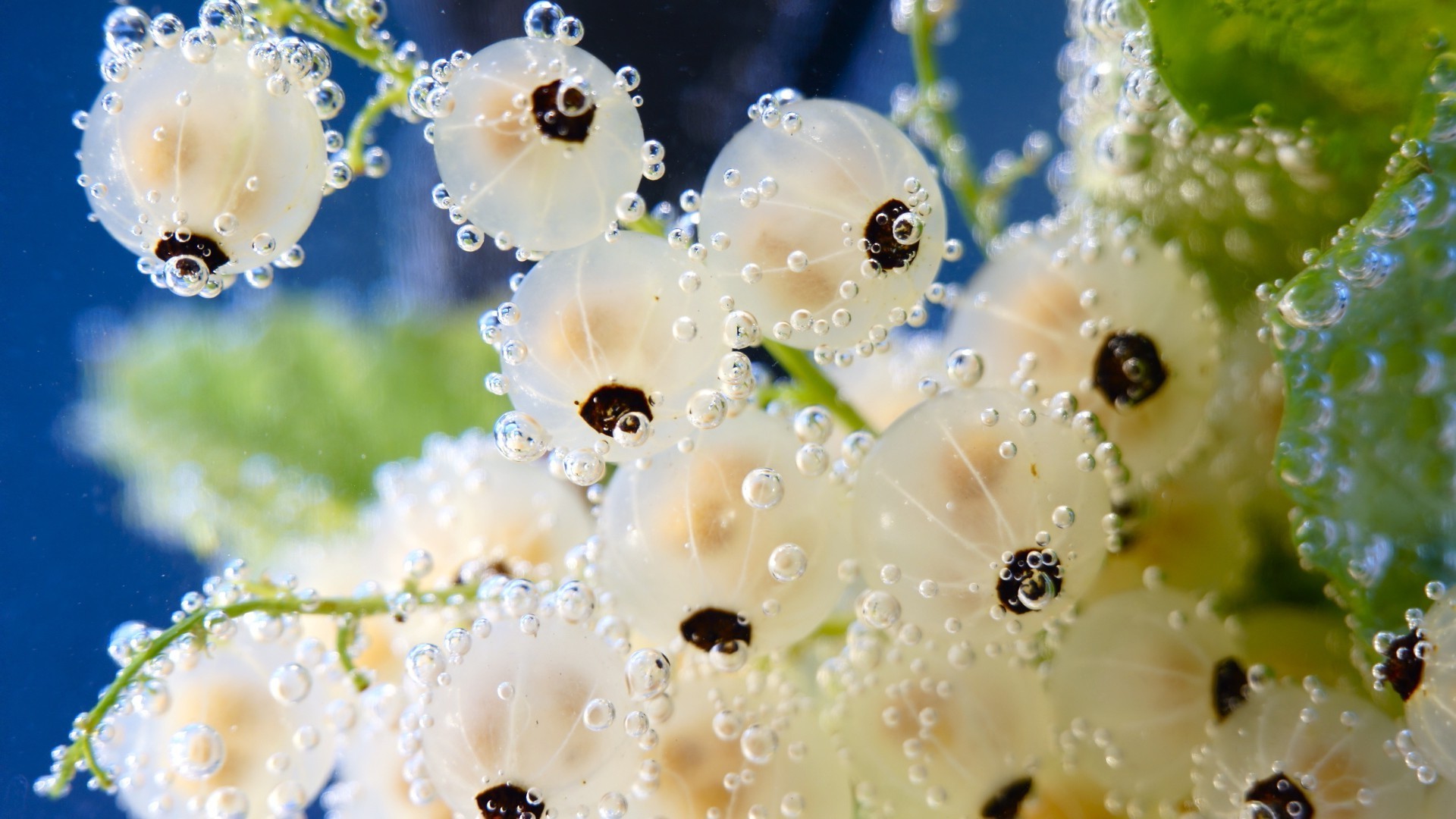 natura fiore pioggia caduta decorazione rugiada acqua estate