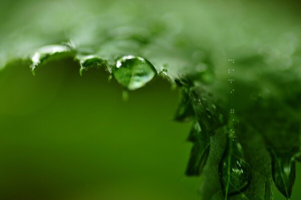 Macro di rugiada su una foglia di felce