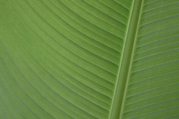Vissuto Liszt. Foglia verde strutturata