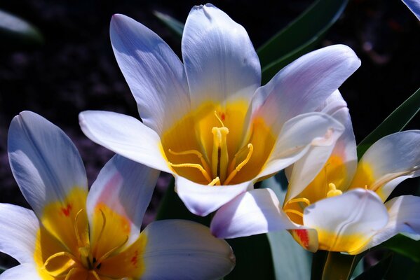 Bellissimi fiori bianchi closeup