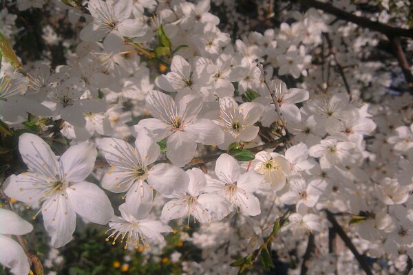 Fiori bianchi. Fioritura in primavera