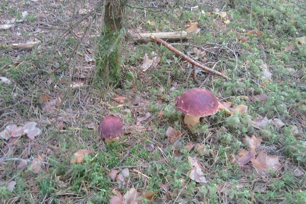 Il risultato di fitte nebbie in autunno nella foresta