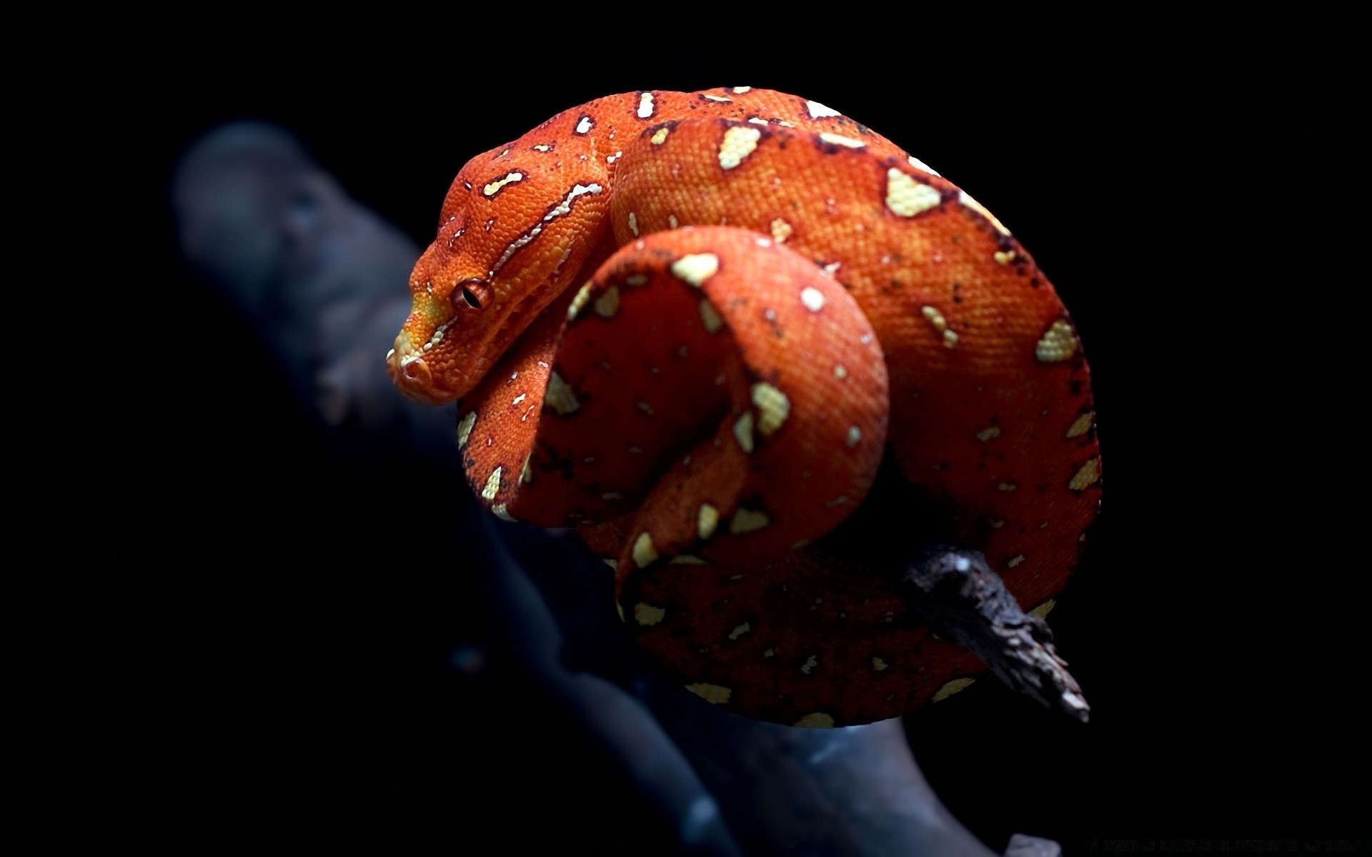 rettili e rane invertebrati sott acqua singolo pesce fauna selvatica biologia gazebo serpente vista laterale acqua