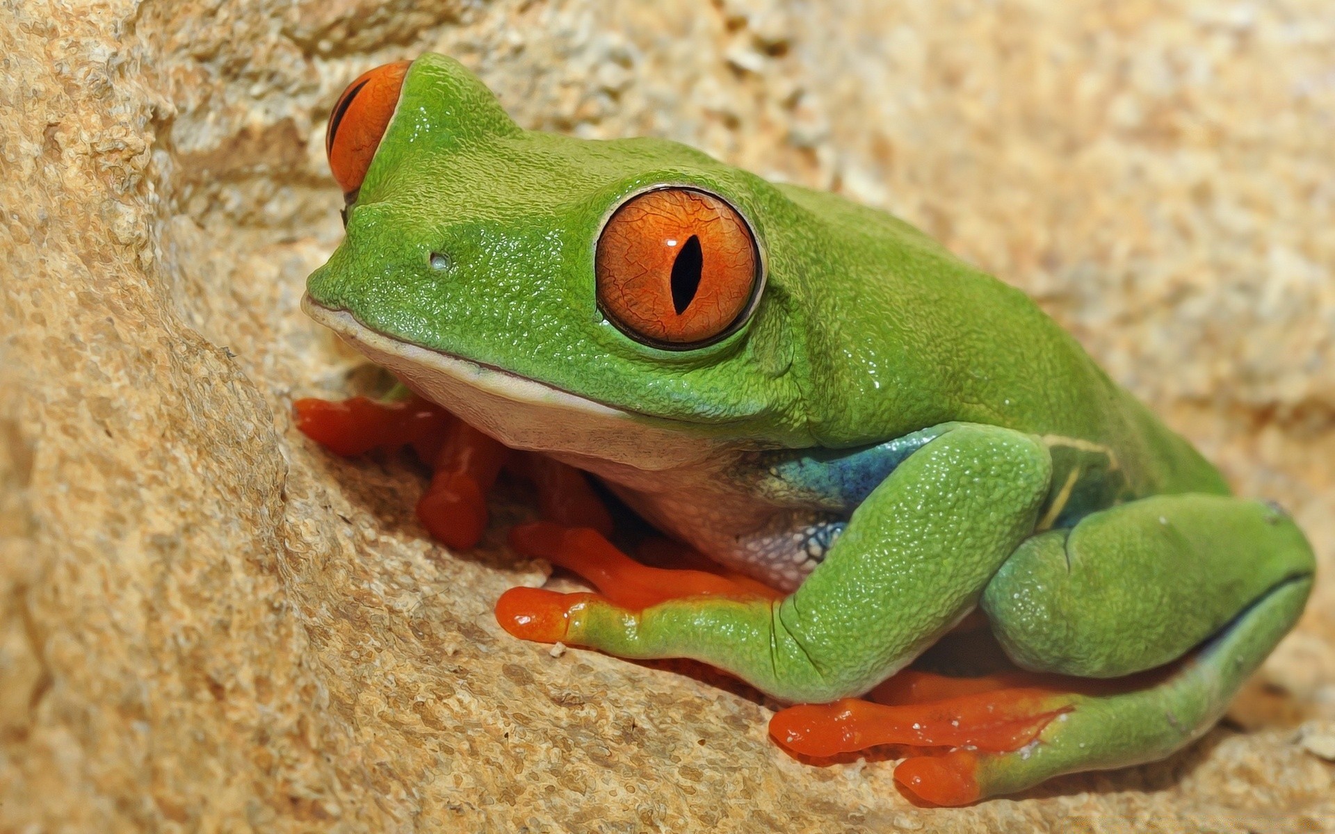 rettili e rane rana anfibio fauna selvatica natura tropicale