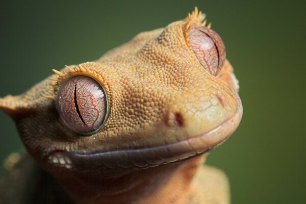 Fotografia macro di una rana carina della fauna selvatica