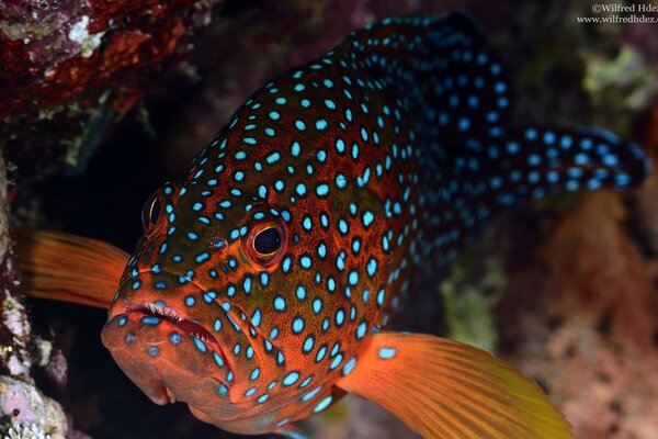 Bellissimo pesce macchiato nell acquario