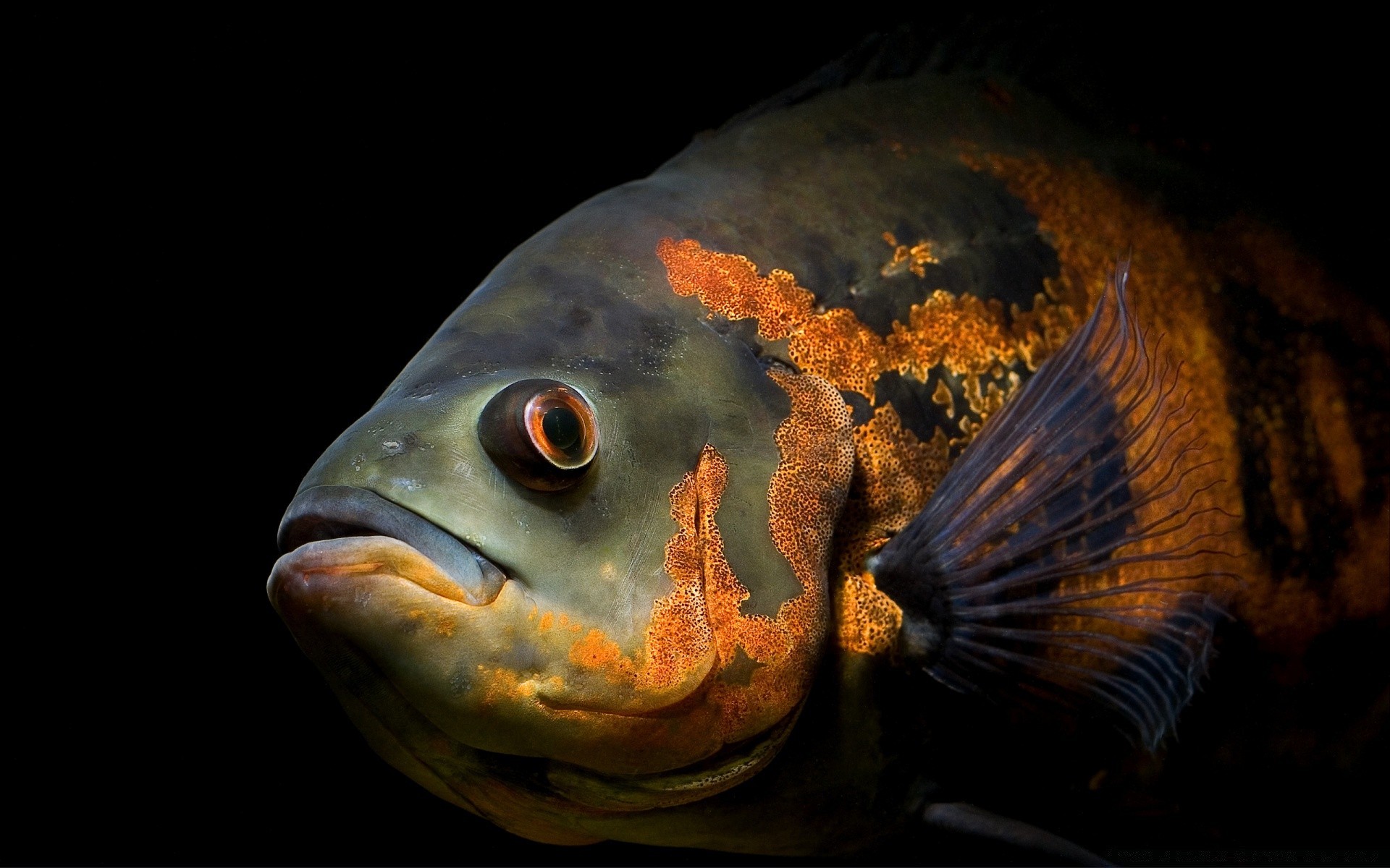 animali marini pesci sott acqua acquario nuoto carassio oceano frutti di mare natura uno mare pinna pesce rosso invertebrati acqua acqua dolce