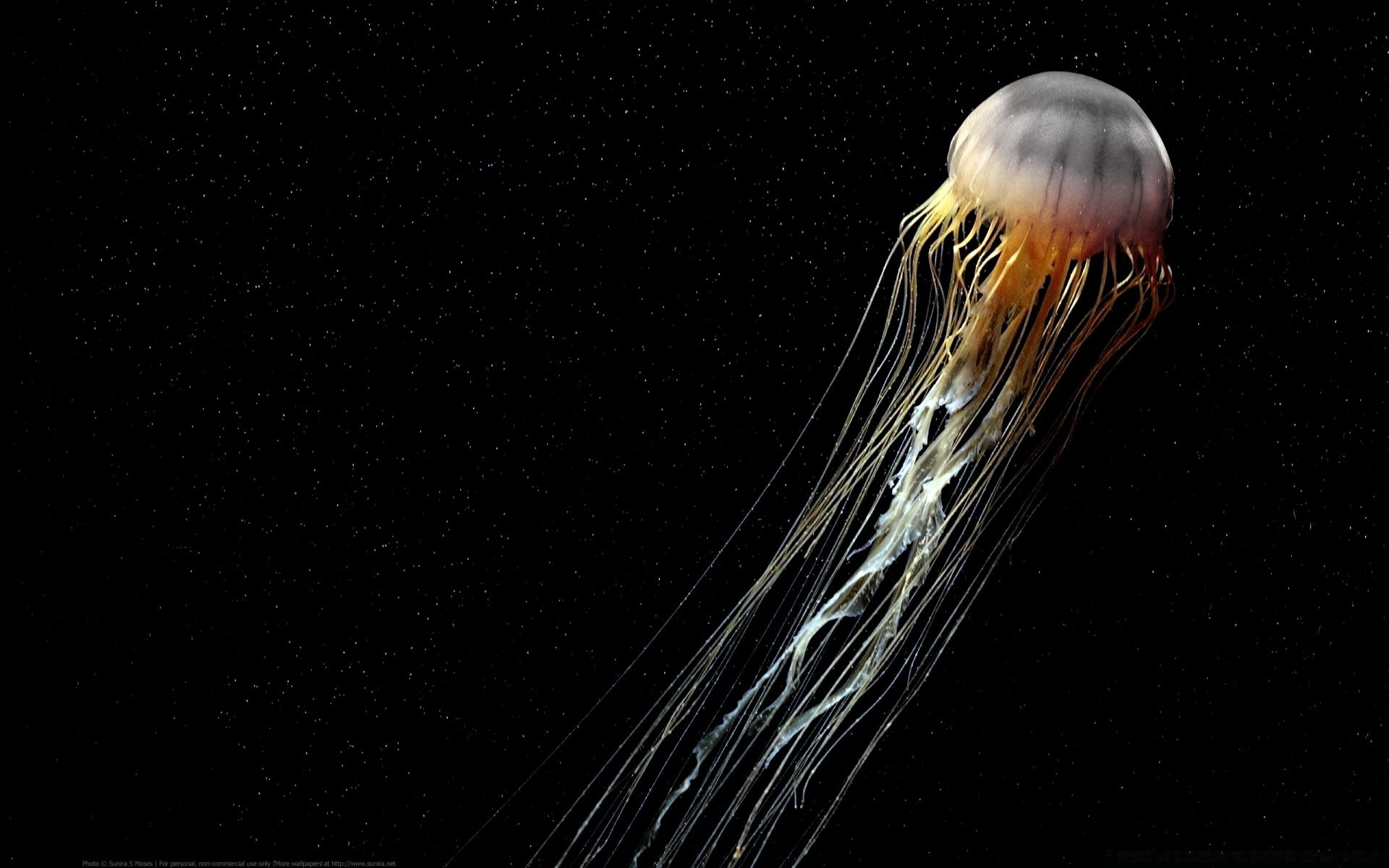 animali marini scienza invertebrati desktop esplorazione luna biologia medusa