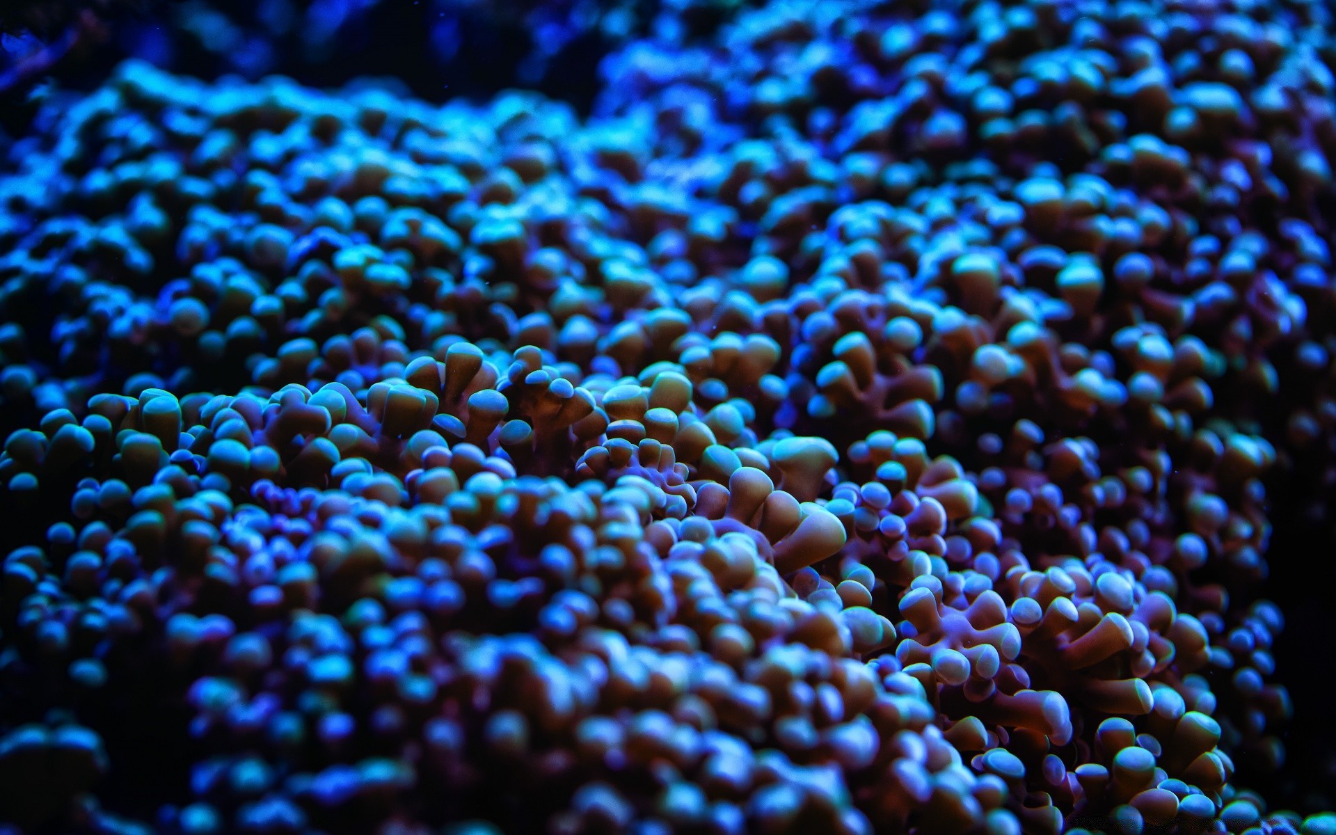 animali marini desktop struttura modello primo piano colore natura cibo