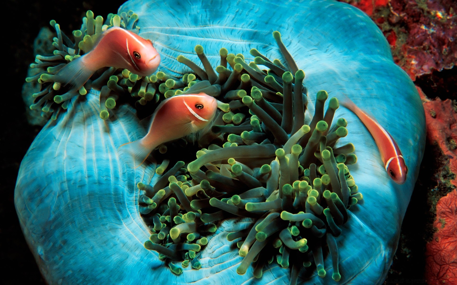 animali marini sott acqua pesce oceano acqua mare nuoto invertebrati acquario corallo barriera corallina tropicale immersioni
