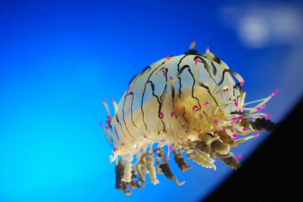 Animali marini in acqua multicolori