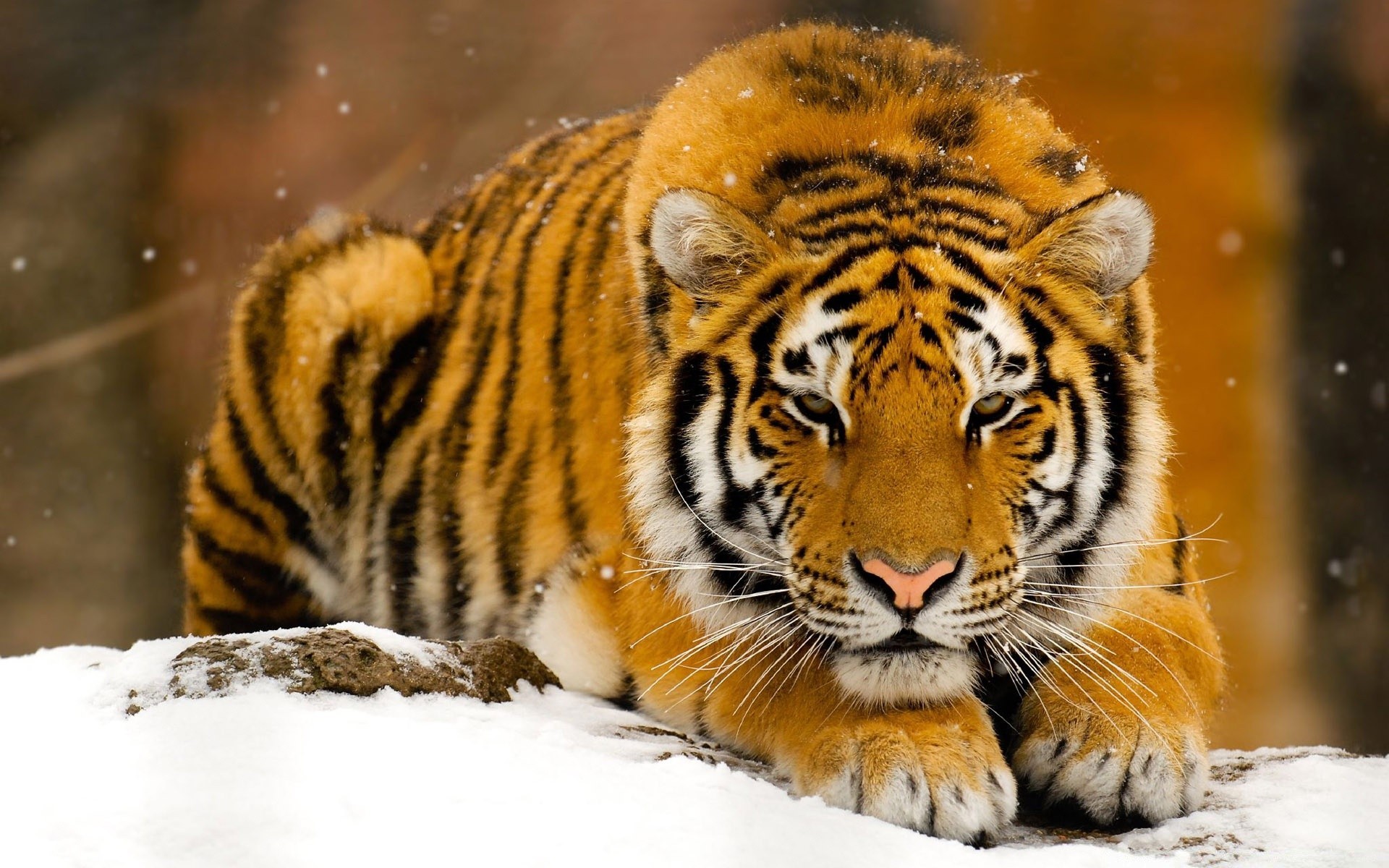 animali fauna selvatica gatto animale predatore mammifero tigre natura zoo cacciatore selvaggio mangiatore di carne
