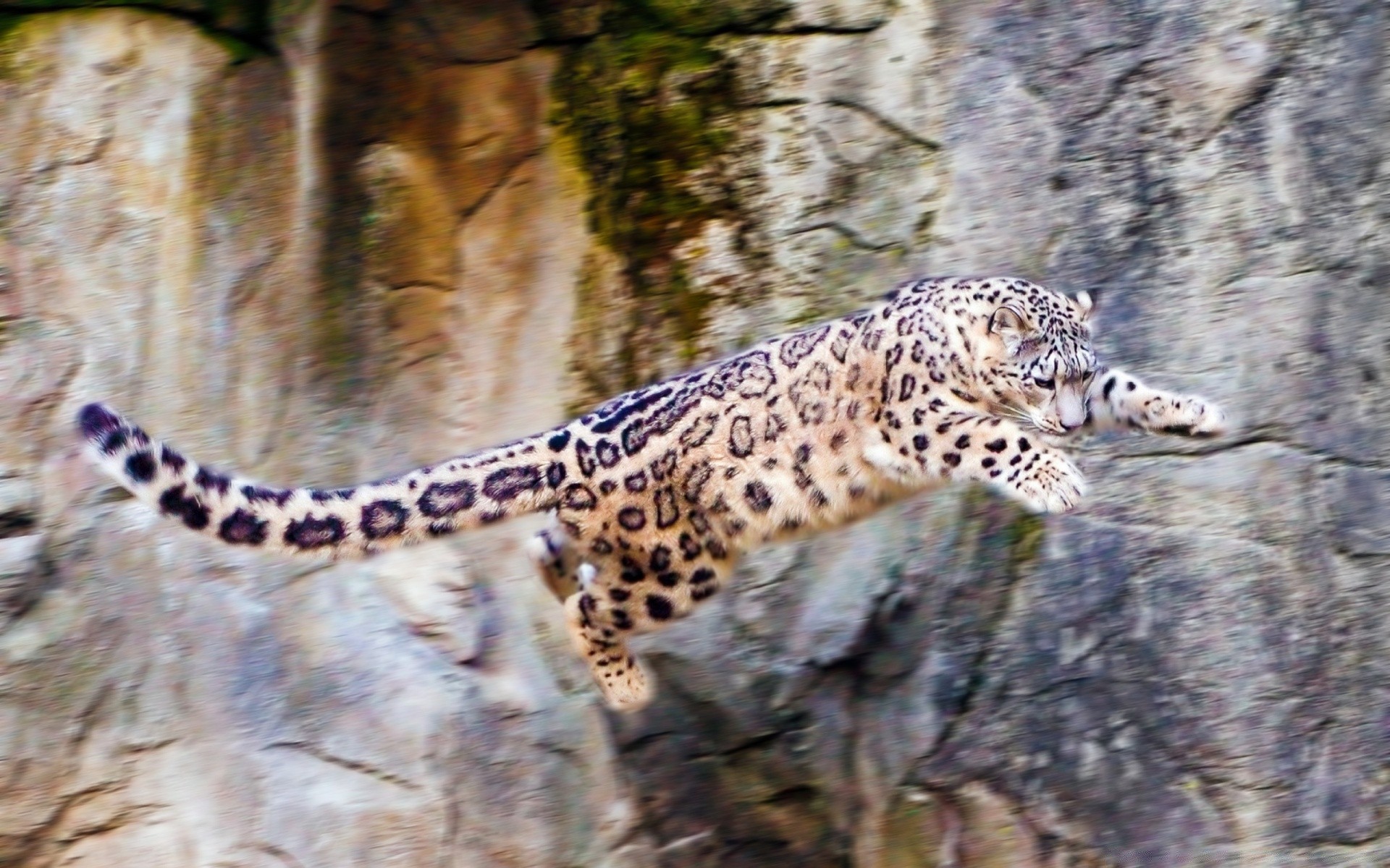 animali natura fauna selvatica animale selvaggio mammifero zoo all aperto leopardo