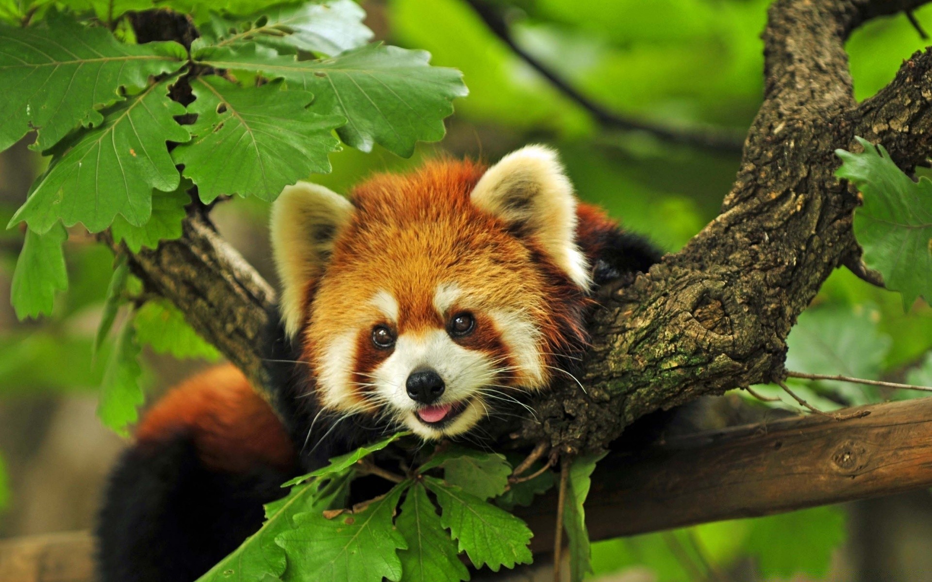 animali natura fauna selvatica mammifero animale selvaggio carino legno legno giovane