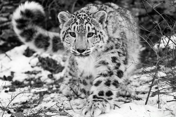 Il predatore si intrufola nella sua preda