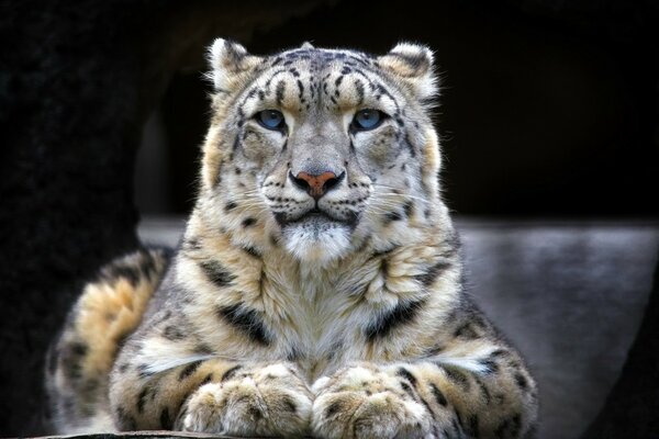Grande gatto nel suo habitat naturale