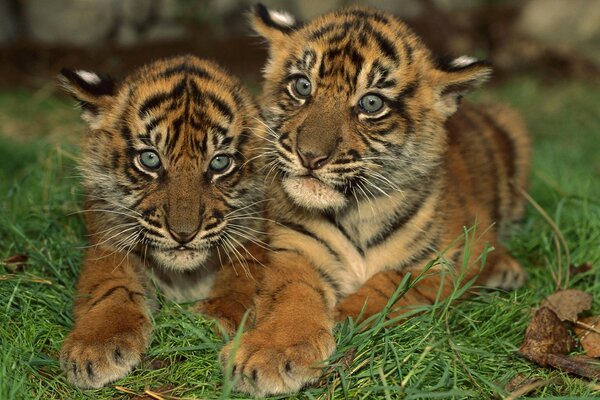 Cuccioli di tigre dagli occhi azzurri che giacciono sull erba