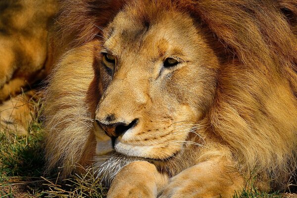 Il grande Leone riposa allo stato brado