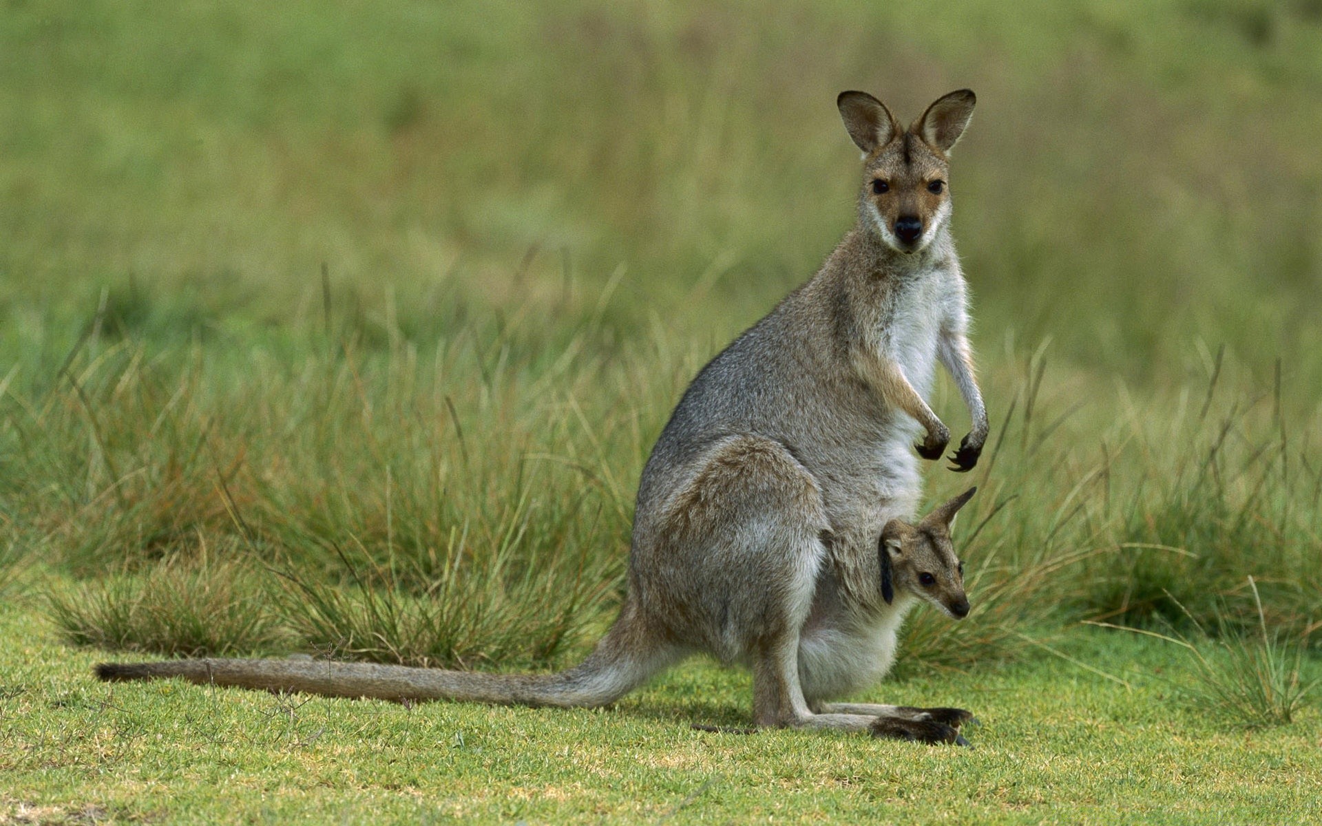 animali fauna selvatica mammifero marsupiali canguro erba animale wallaby selvaggio natura carino coda grigio pelliccia salto ritratto borsa all aperto vista zoo
