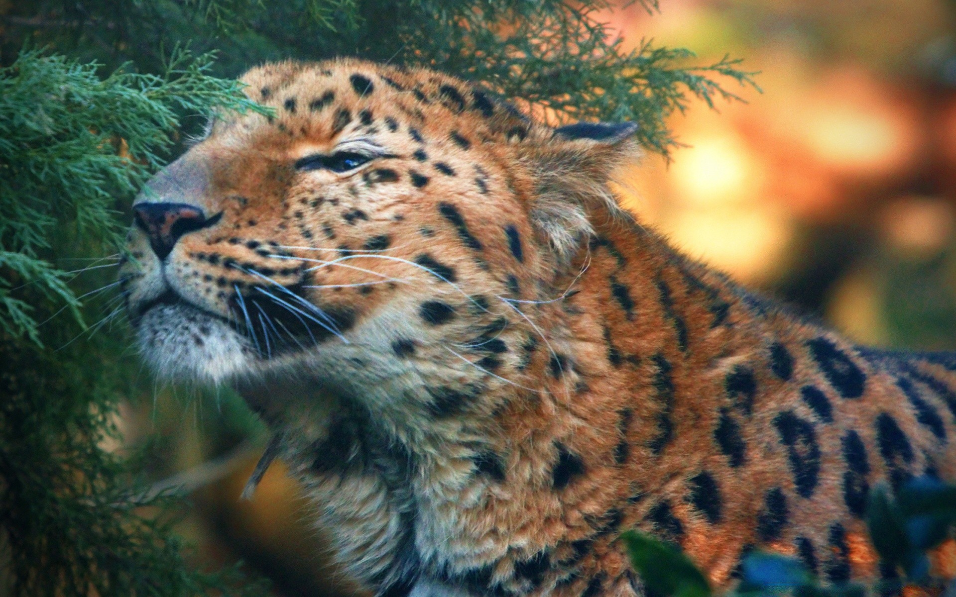 animali gatto fauna selvatica mammifero leopardo predatore natura zoo selvaggio cacciatore animale mangiatore di carne pelliccia tigre safari grande pericolo all aperto giungla pantera