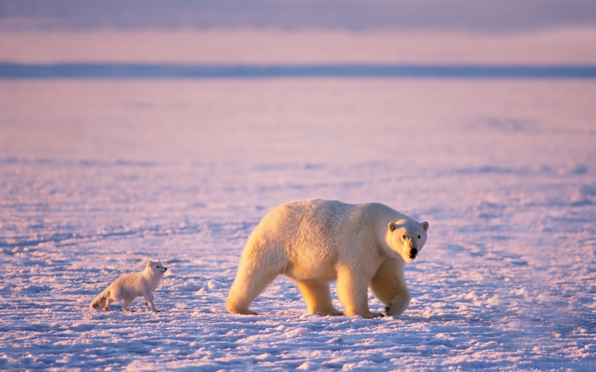 animali mammifero neve gelido acqua inverno fauna selvatica all aperto luce del giorno vista laterale