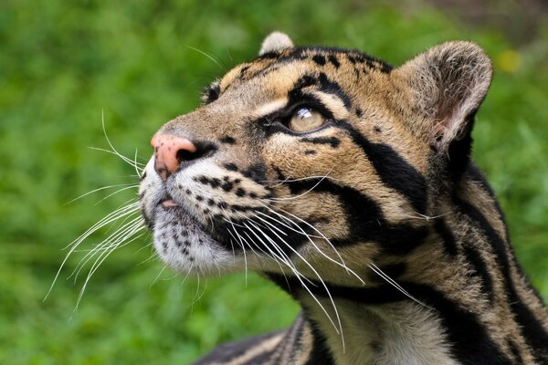 Grandi gatti con linee nere