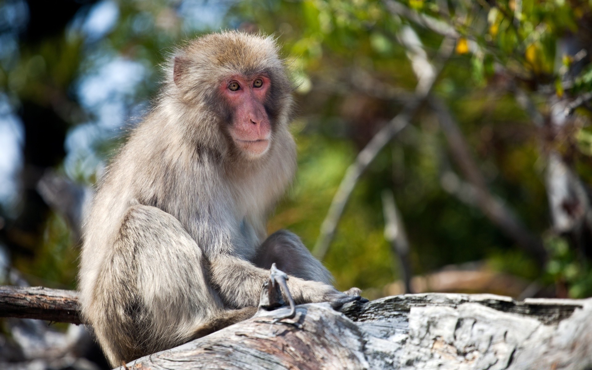 animali scimmia primate fauna selvatica mammifero natura criniera macaco selvaggio legno carino pelliccia sedersi giungla albero animale ritratto endemico zoo all aperto