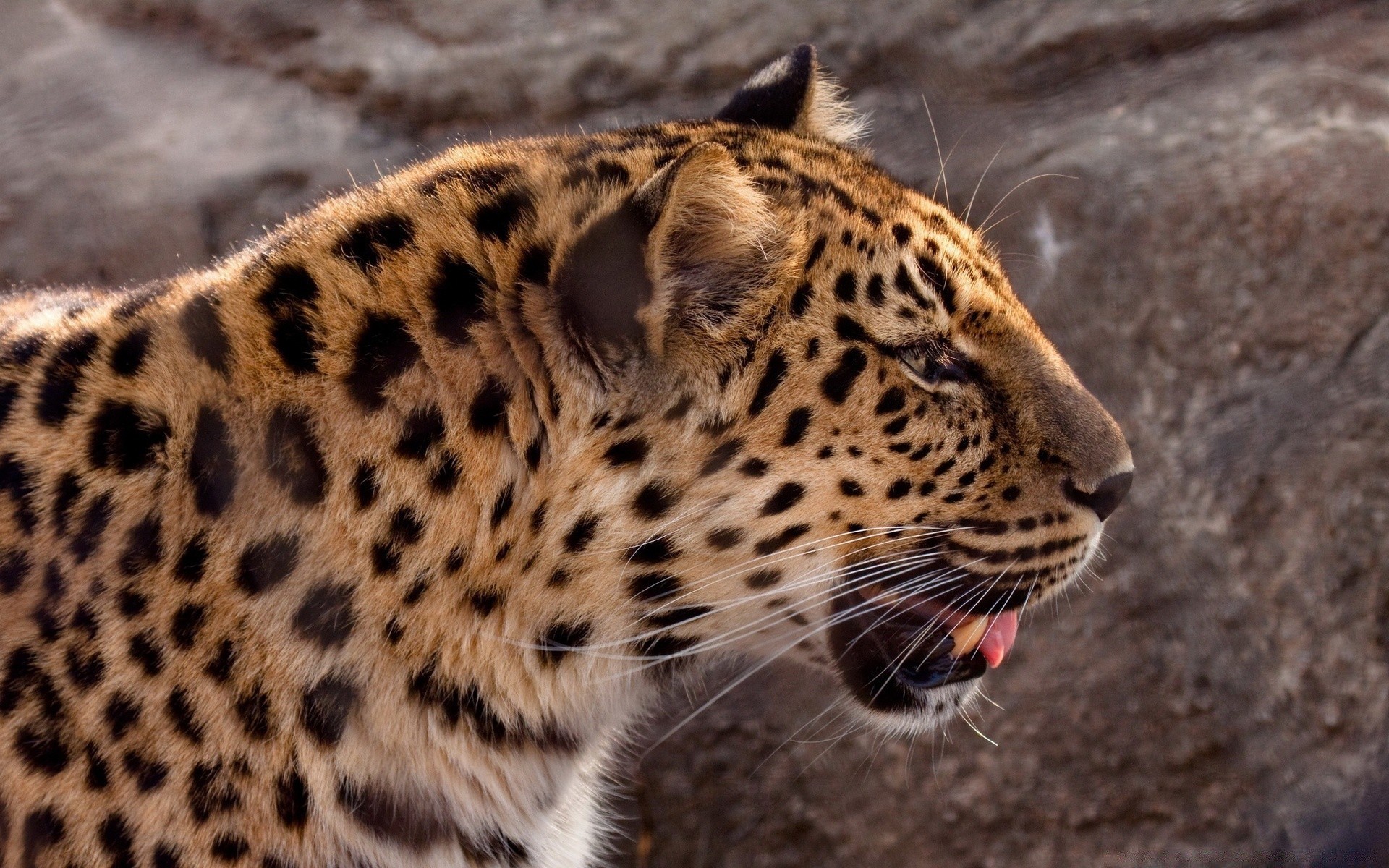 animali fauna selvatica gatto leopardo predatore mammifero zoo safari natura animale selvaggio pelliccia cacciatore pericolo grande mangiatore di carne