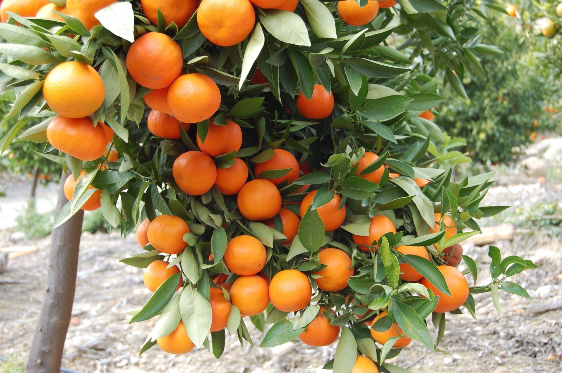 frutta foglia cibo natura giardino succulento pascolo agricoltura crescere salute estate sano flora ramo