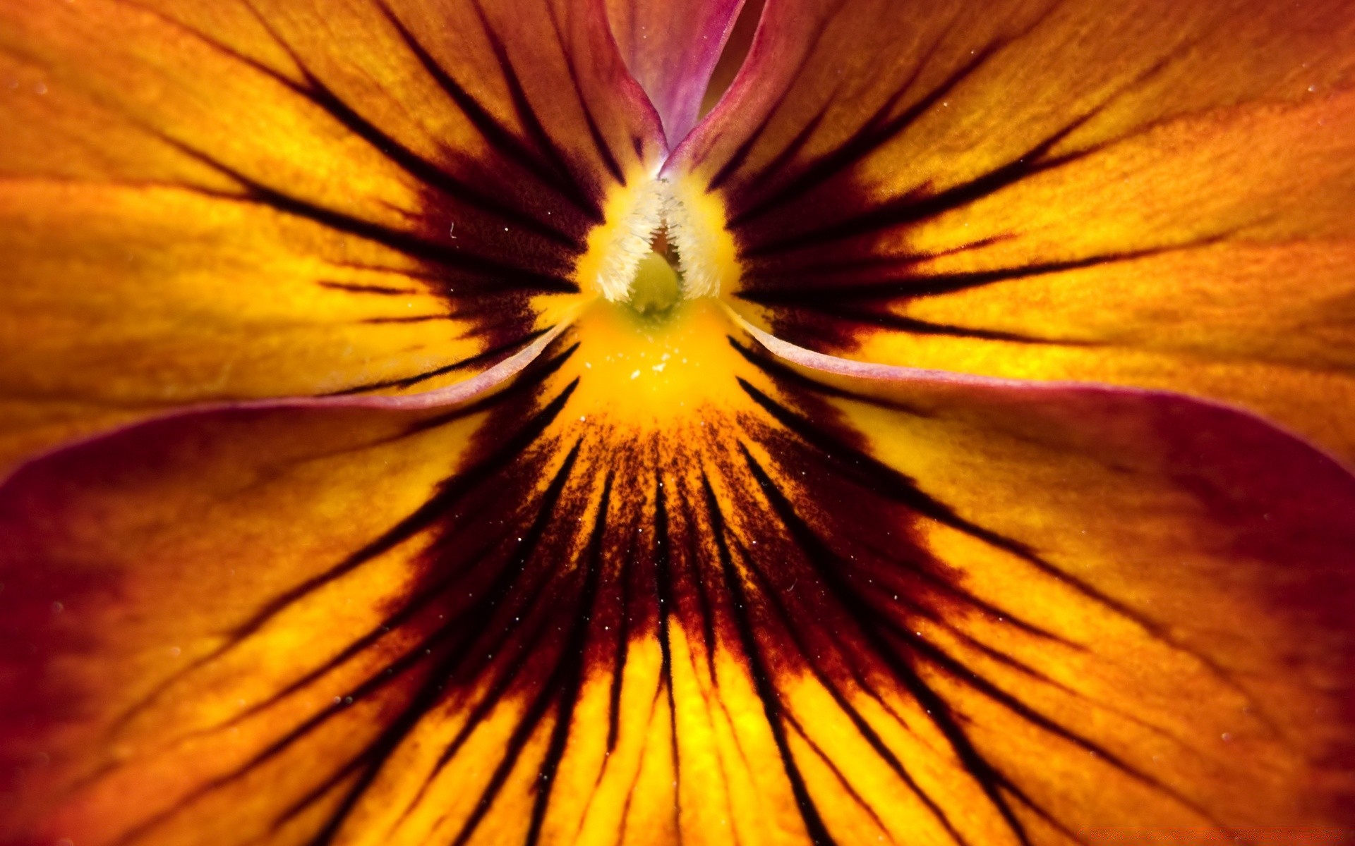 macro fiore natura colore luminoso sfocatura