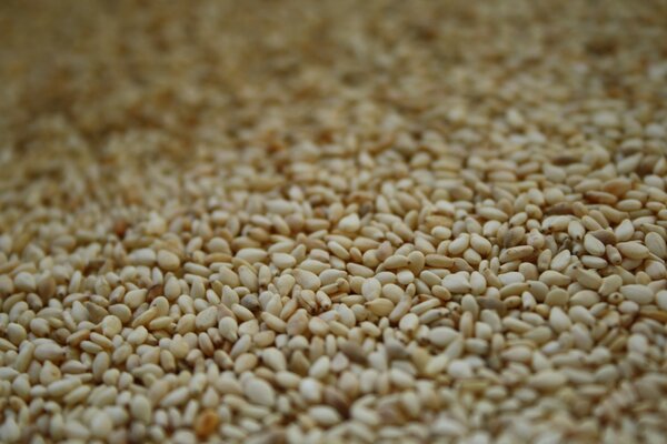 Close-up di semi di grano giallo