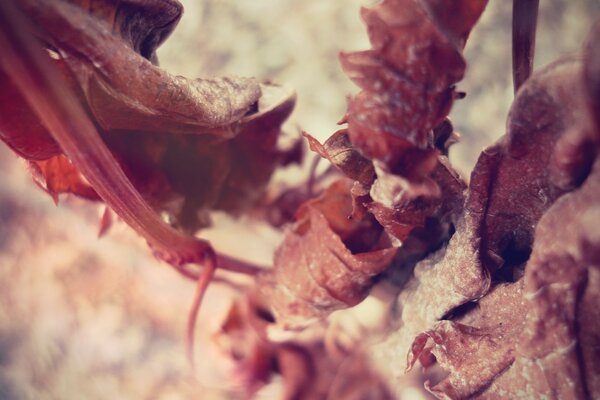Immagine della natura con la fotografia macro