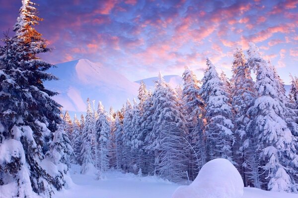 Alberi di Natale avvolti nella neve nella foresta fredda