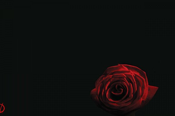 Fiore di rosa rossa su sfondo nero