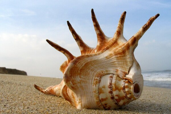 Immagine di conchiglie sulla sabbia sullo sfondo del mare