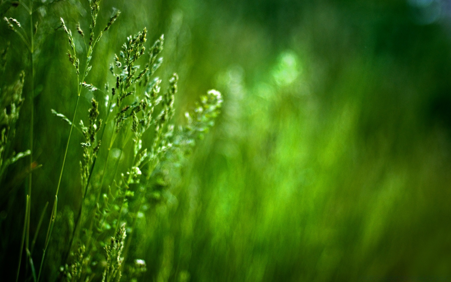 macro erba foglia crescita natura rugiada pioggia lussureggiante flora sfocatura estate alba giardino all aperto caduta prato ambiente bel tempo luminoso sole
