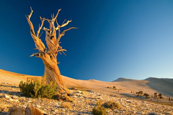Albero curvo in un deserto desolato