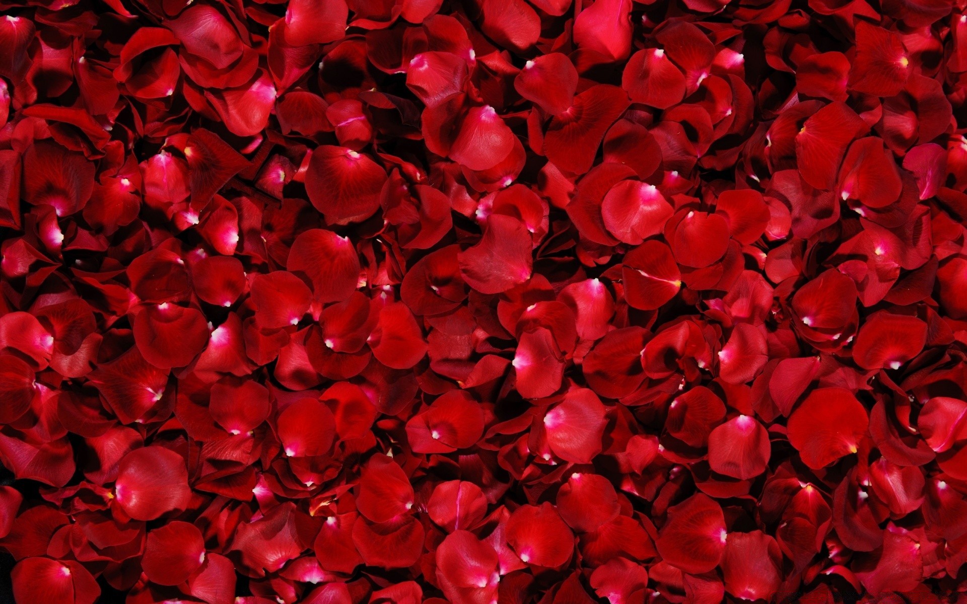 fiori desktop astratto struttura amore arte disegno