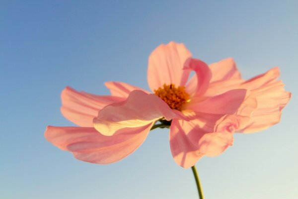 Petali di rosa alla luce del sole