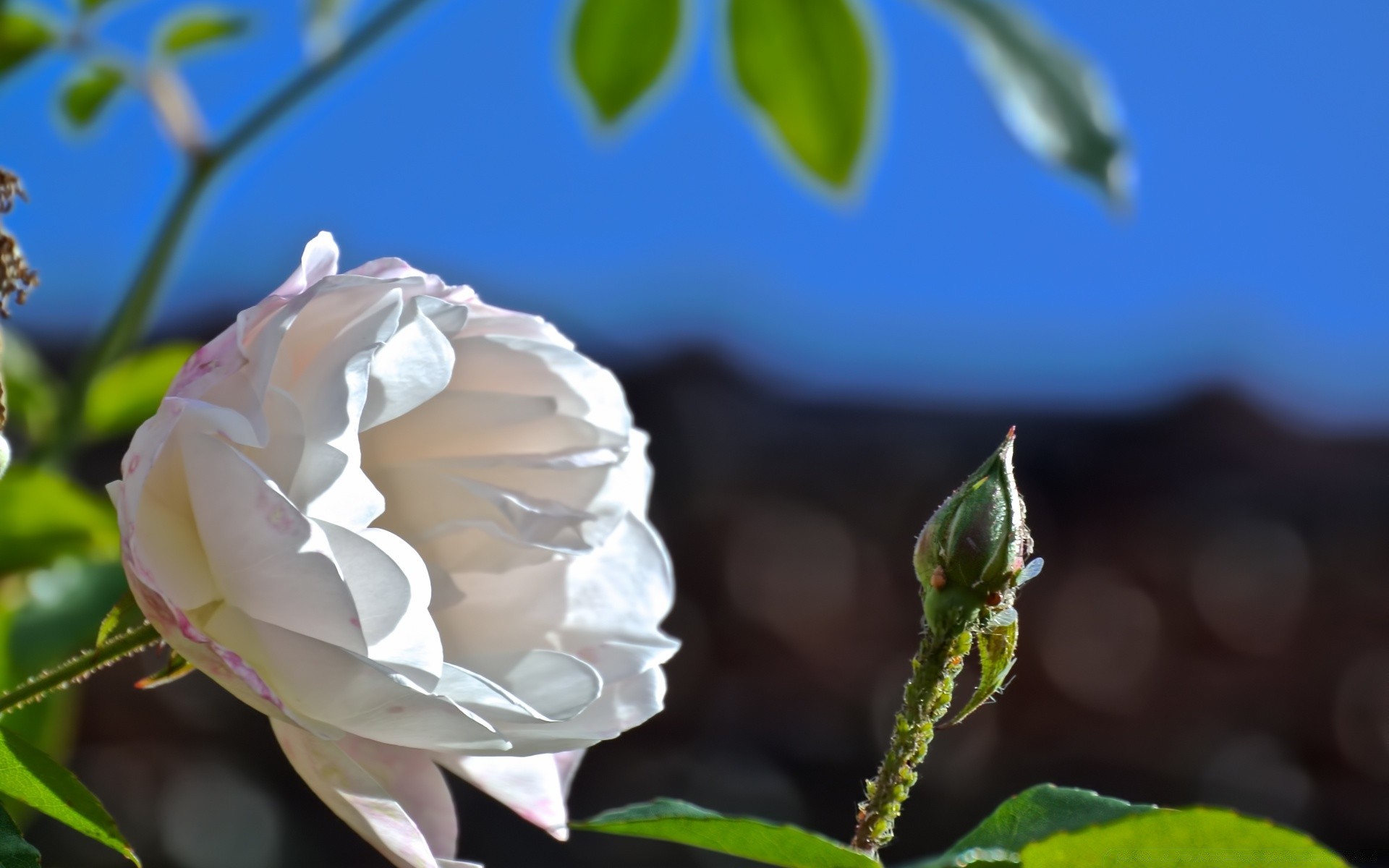 macro fotografia fiore natura foglia flora rosa giardino estate bella romanticismo floreale amore colore petalo luminoso fiore all aperto matrimonio romantico crescita
