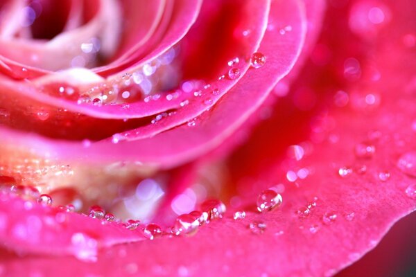 Rugiada fresca su petali di rosa Scarlatti