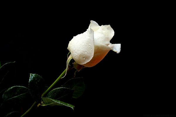 Bella rosa bianca