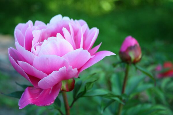Peonia rosa in fiore con bocciolo su sfondo verde