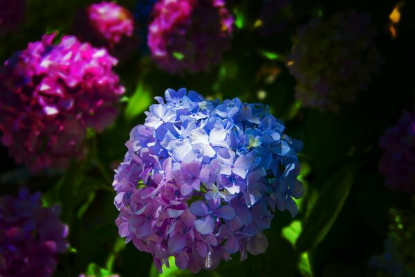 Quando la natura gioca con i colori