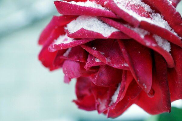 Fiore rosso cosparso di neve