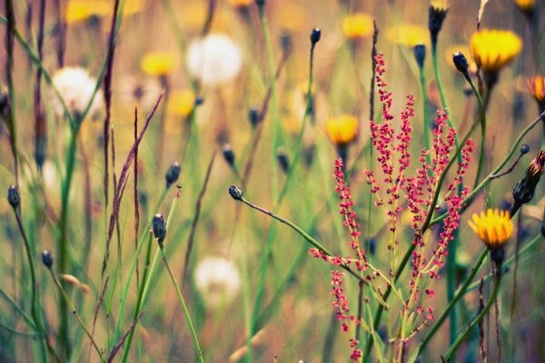 Campo con erbe e fiori