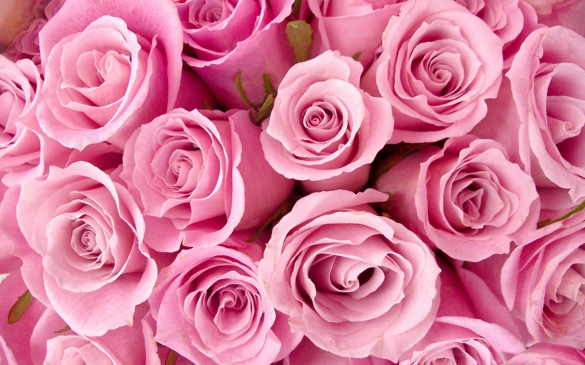 fiori rosa fiore petalo floreale bouquet amore fiore romanticismo regalo matrimonio botanico profumo romantico matrimonio anniversario buddy flora pastello amore cluster